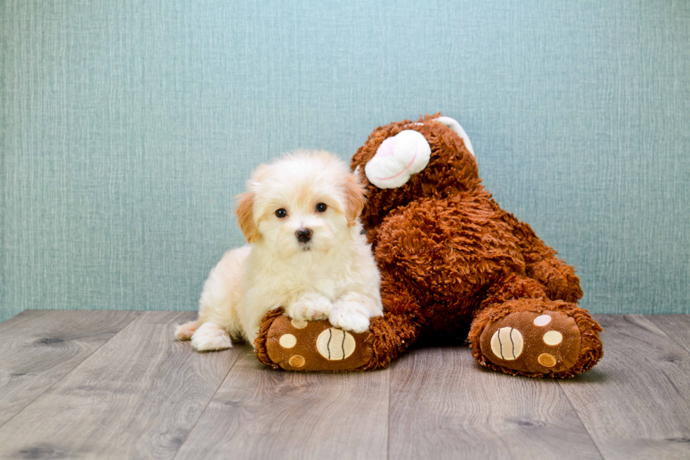 Little Maltepoo Poodle Mix Puppy