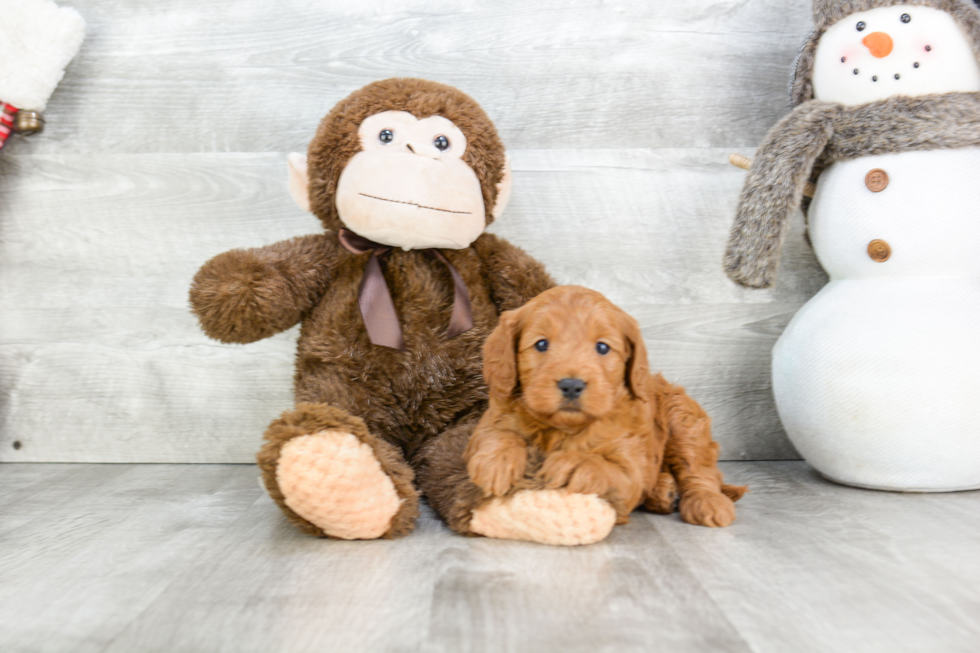 Cockapoo Puppy for Adoption