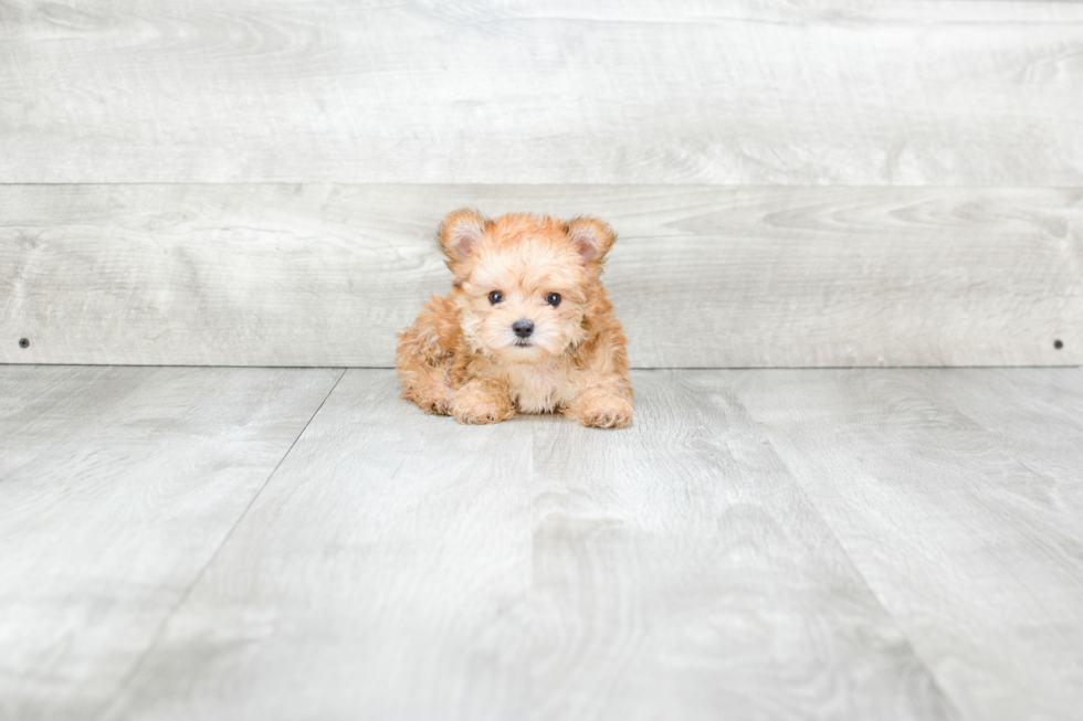 Hypoallergenic Yorkie Designer Puppy