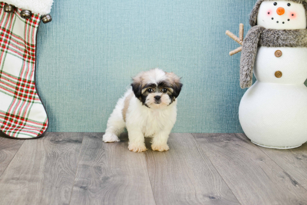 Smart Teddy Bear Designer Pup