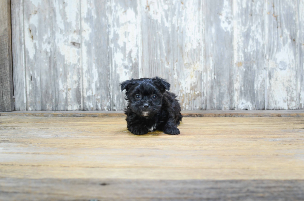 Playful Yorkie Designer Puppy
