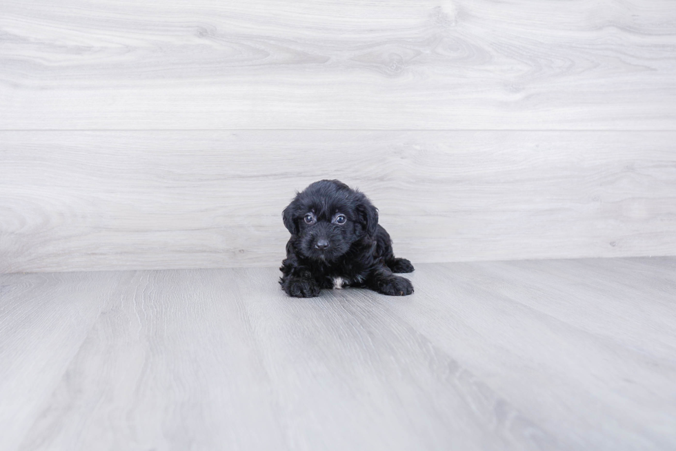 Yorkie Poo Pup Being Cute