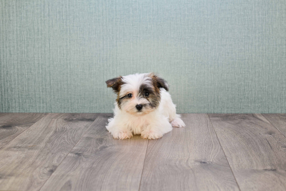 Sweet Morkie Baby