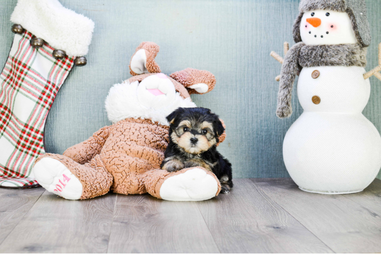Morkie Puppy for Adoption