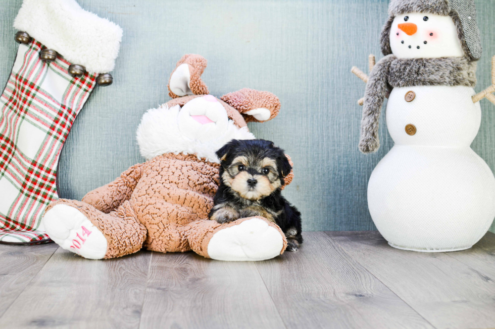 Morkie Puppy for Adoption