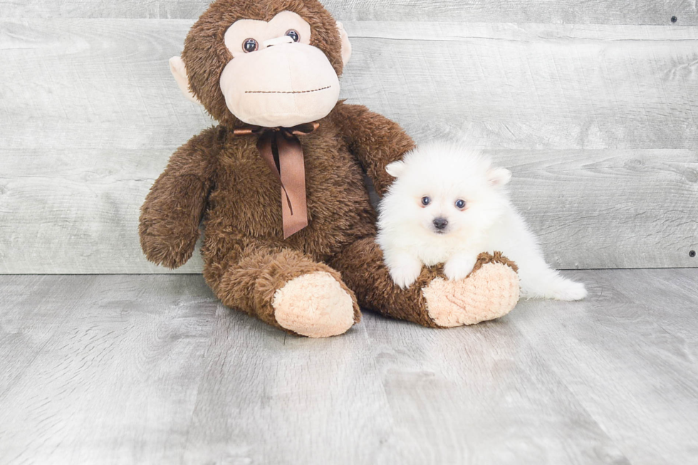 Playful Pomeranian Purebred Pup