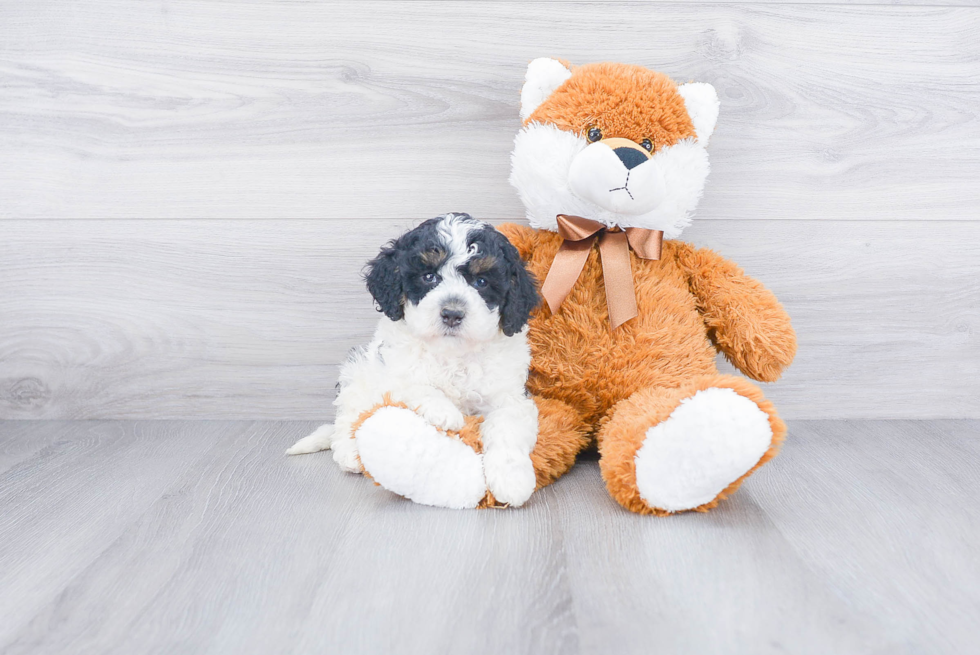 Best Mini Bernedoodle Baby