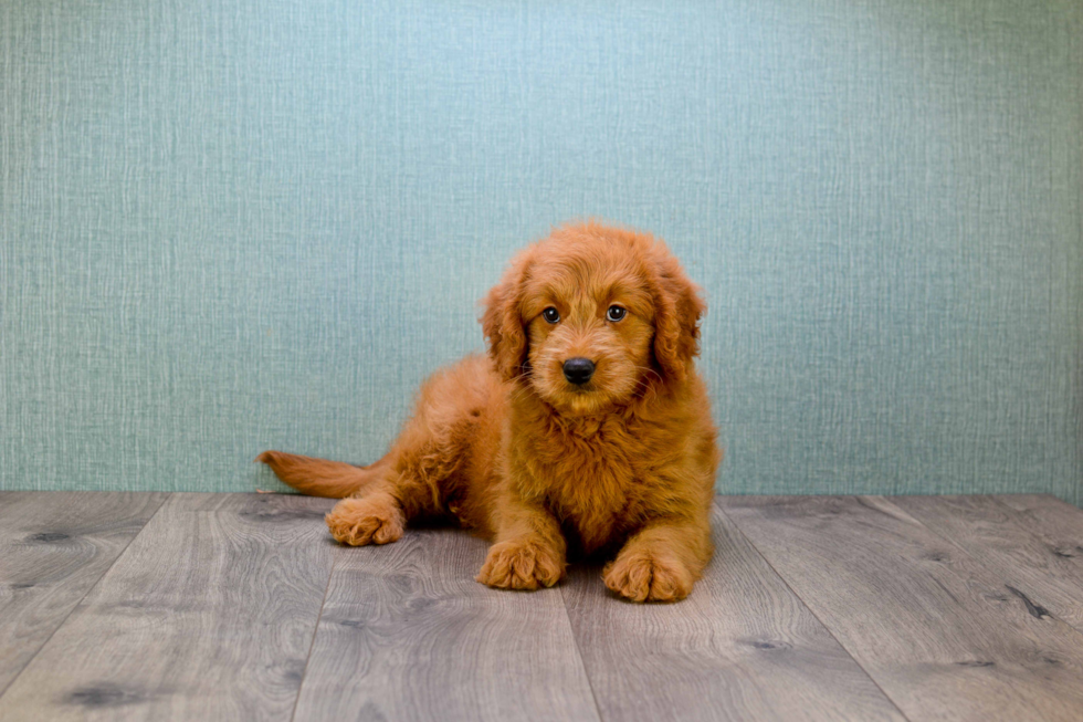 Mini Goldendoodle Pup Being Cute