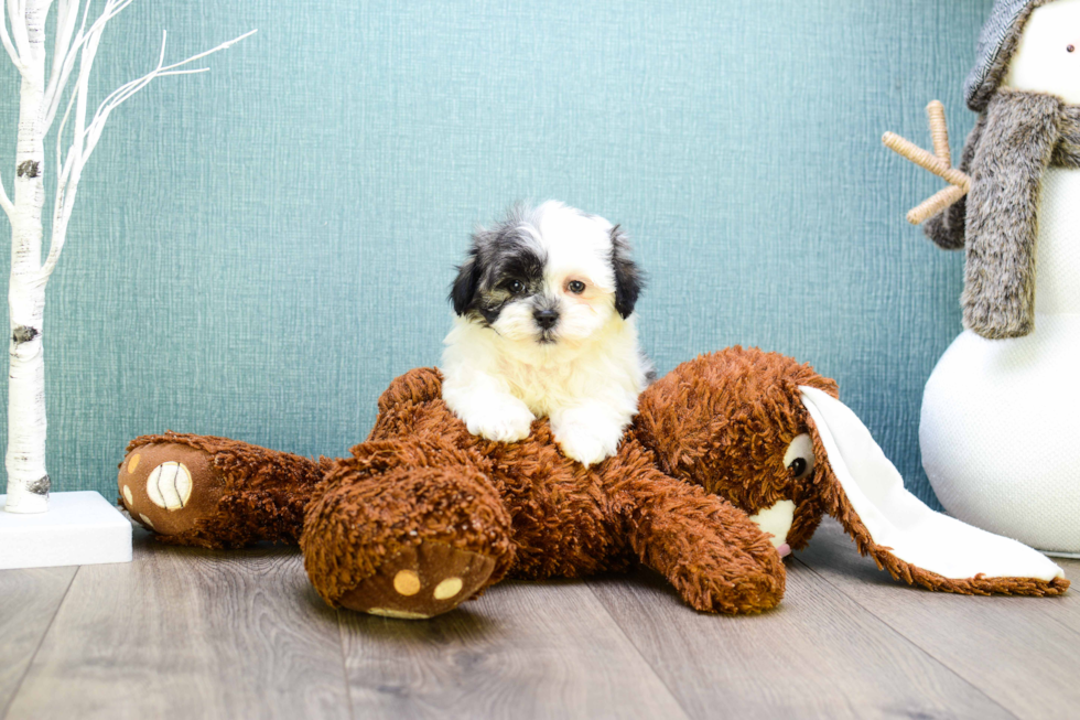 Teddy Bear Pup Being Cute