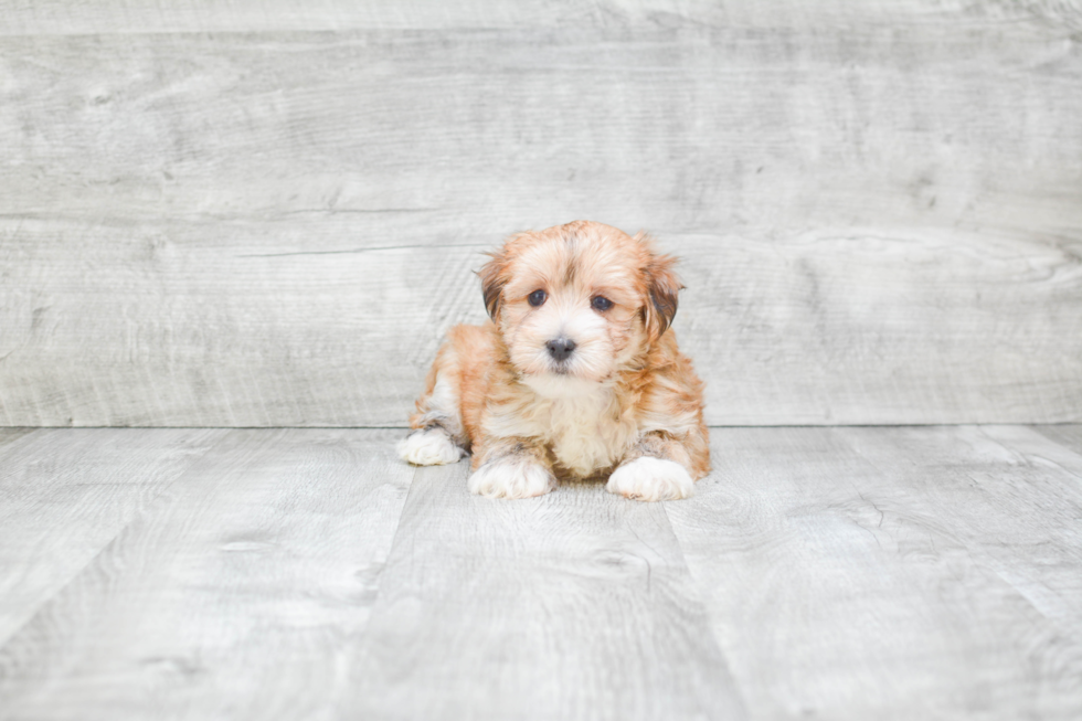 Morkie Puppy for Adoption