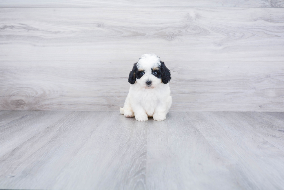 Mini Bernedoodle Pup Being Cute