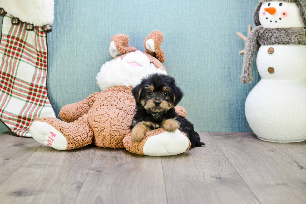 Hypoallergenic Yorkie Designer Puppy
