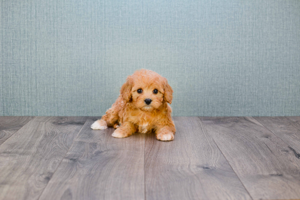 Friendly Cavapoo Baby