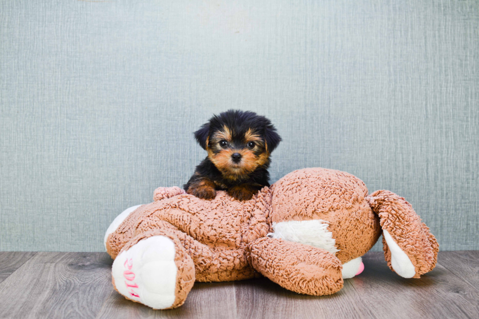 Meet Izzie - our Yorkshire Terrier Puppy Photo 