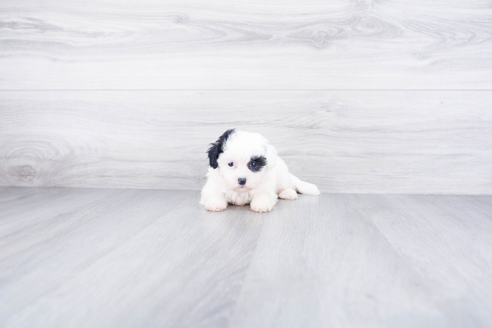 Teddy Bear Pup Being Cute