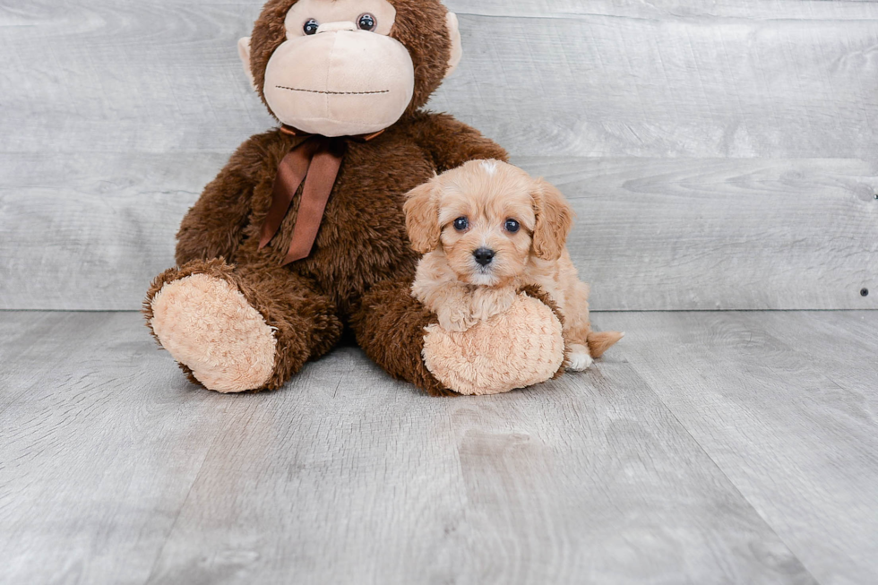 Cavapoo Pup Being Cute