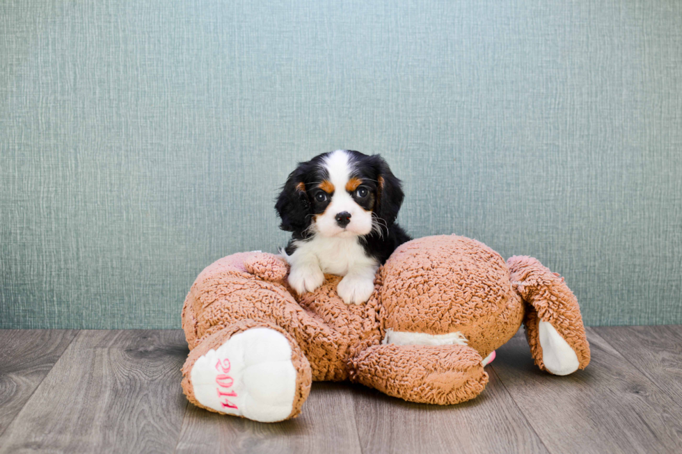 Happy Cavalier King Charles Spaniel Purebred Puppy