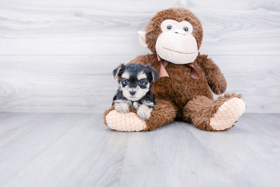 Morkie Puppy for Adoption