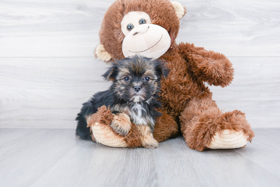 Best Morkie Baby