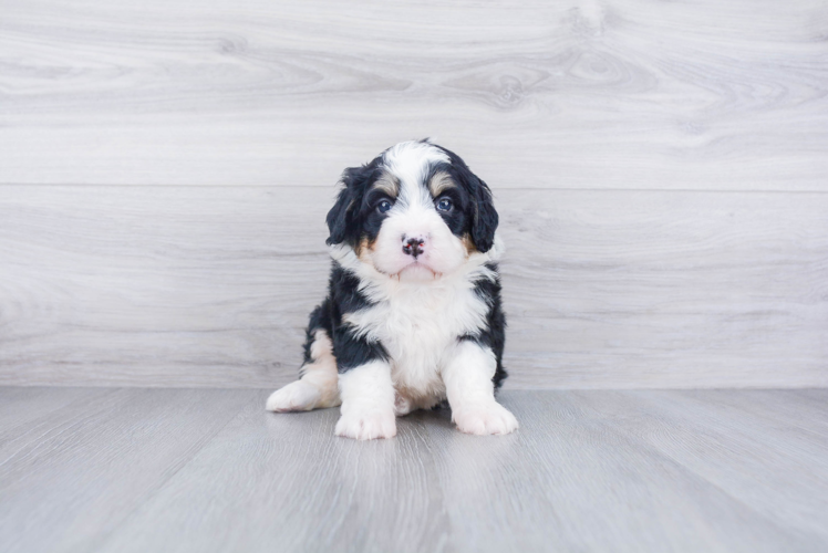 Best Mini Bernedoodle Baby