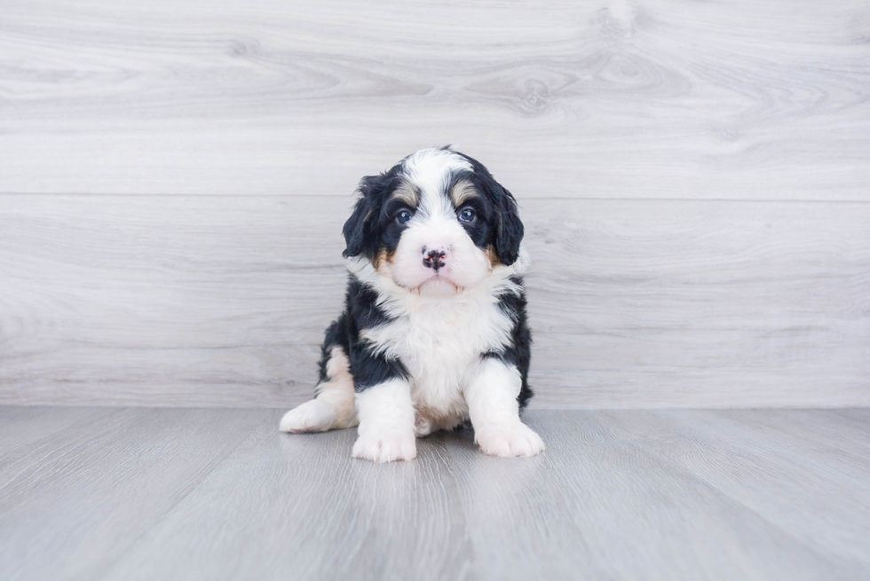 Best Mini Bernedoodle Baby