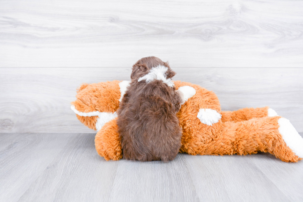 Teddy Bear Pup Being Cute