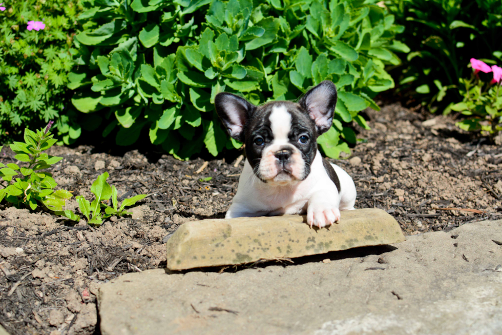 French Bulldog Puppy for Adoption