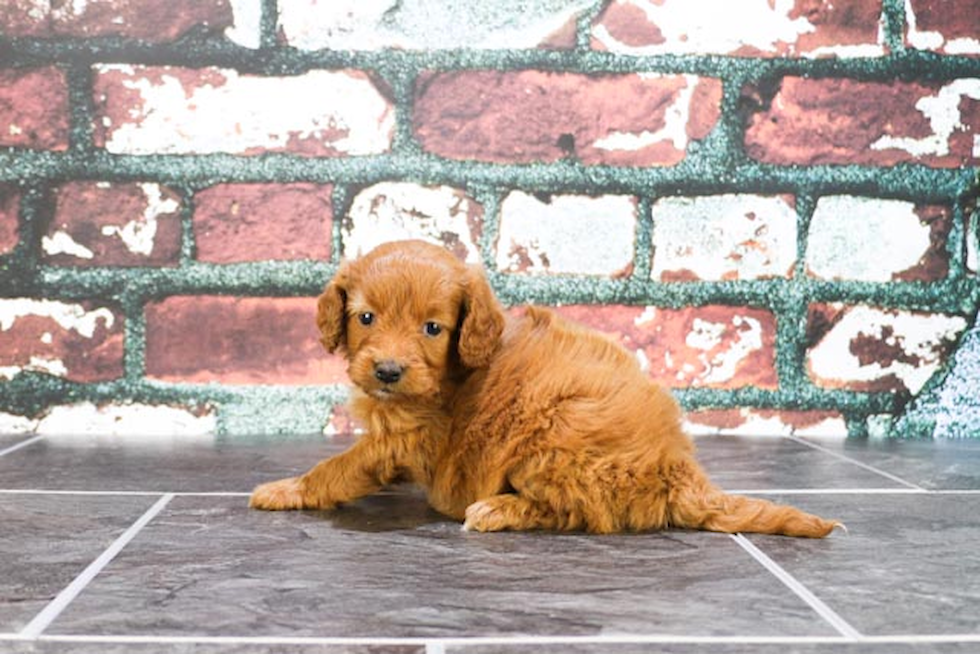 Adorable Golden Retriever Poodle Mix Puppy
