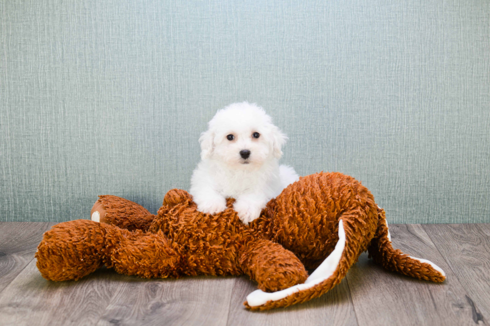 Playful Bichon Frise Purebred Pup