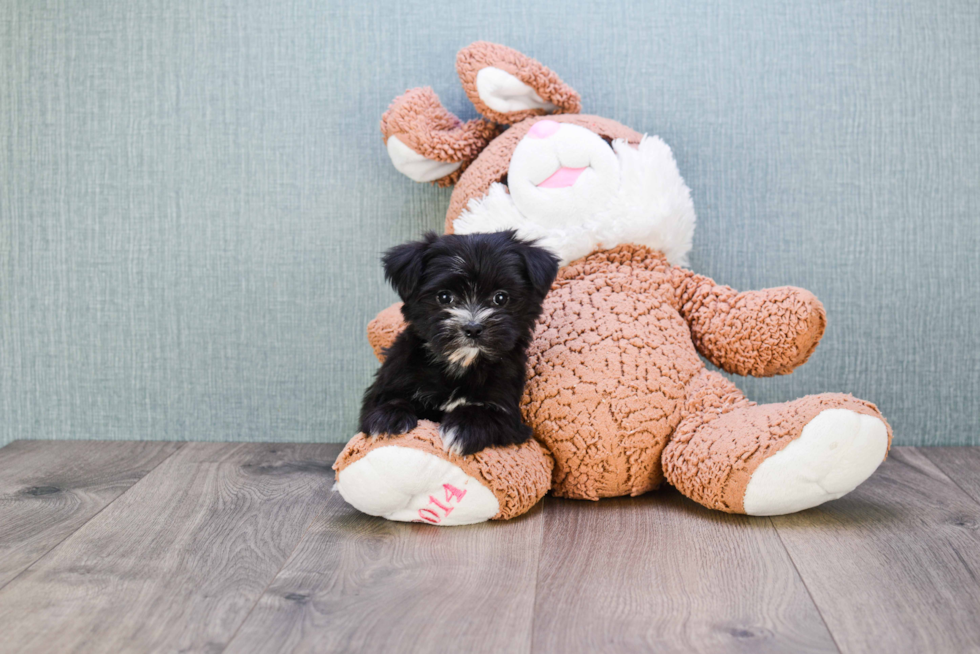 Morkie Puppy for Adoption