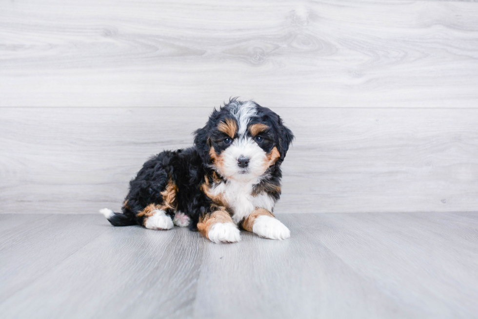 Small Mini Bernedoodle Baby