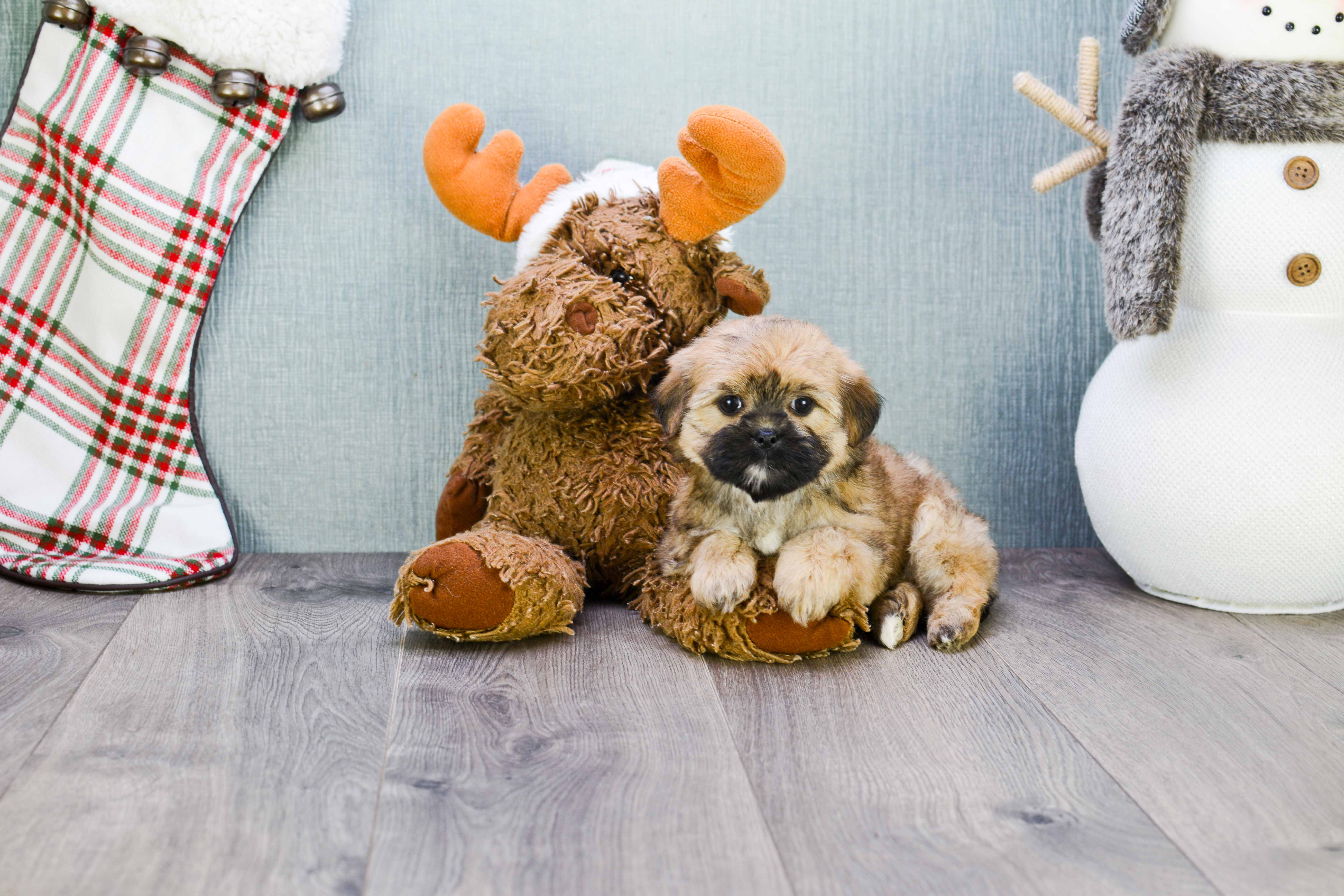 Cute Shorkie Baby