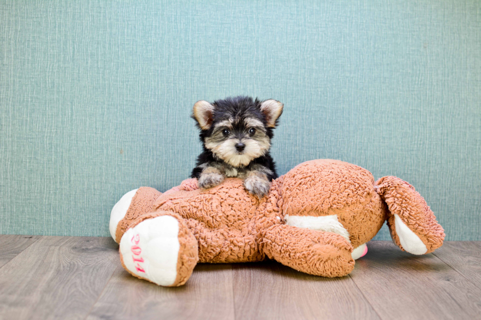 Energetic Yorkie Designer Puppy
