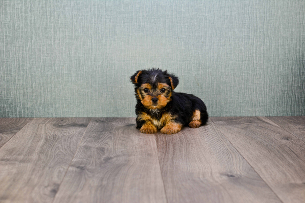 Meet Rebecca - our Yorkshire Terrier Puppy Photo 