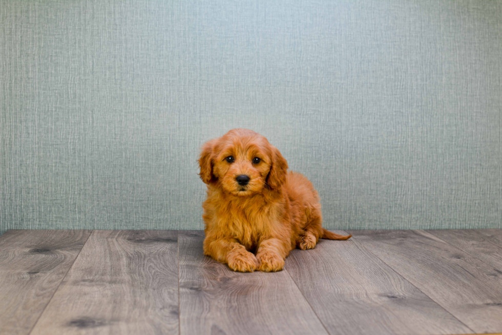 Best Mini Goldendoodle Baby