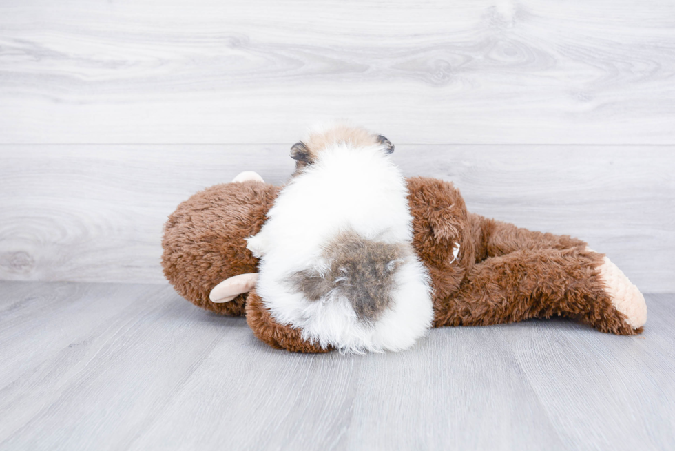 Funny Pomeranian Baby