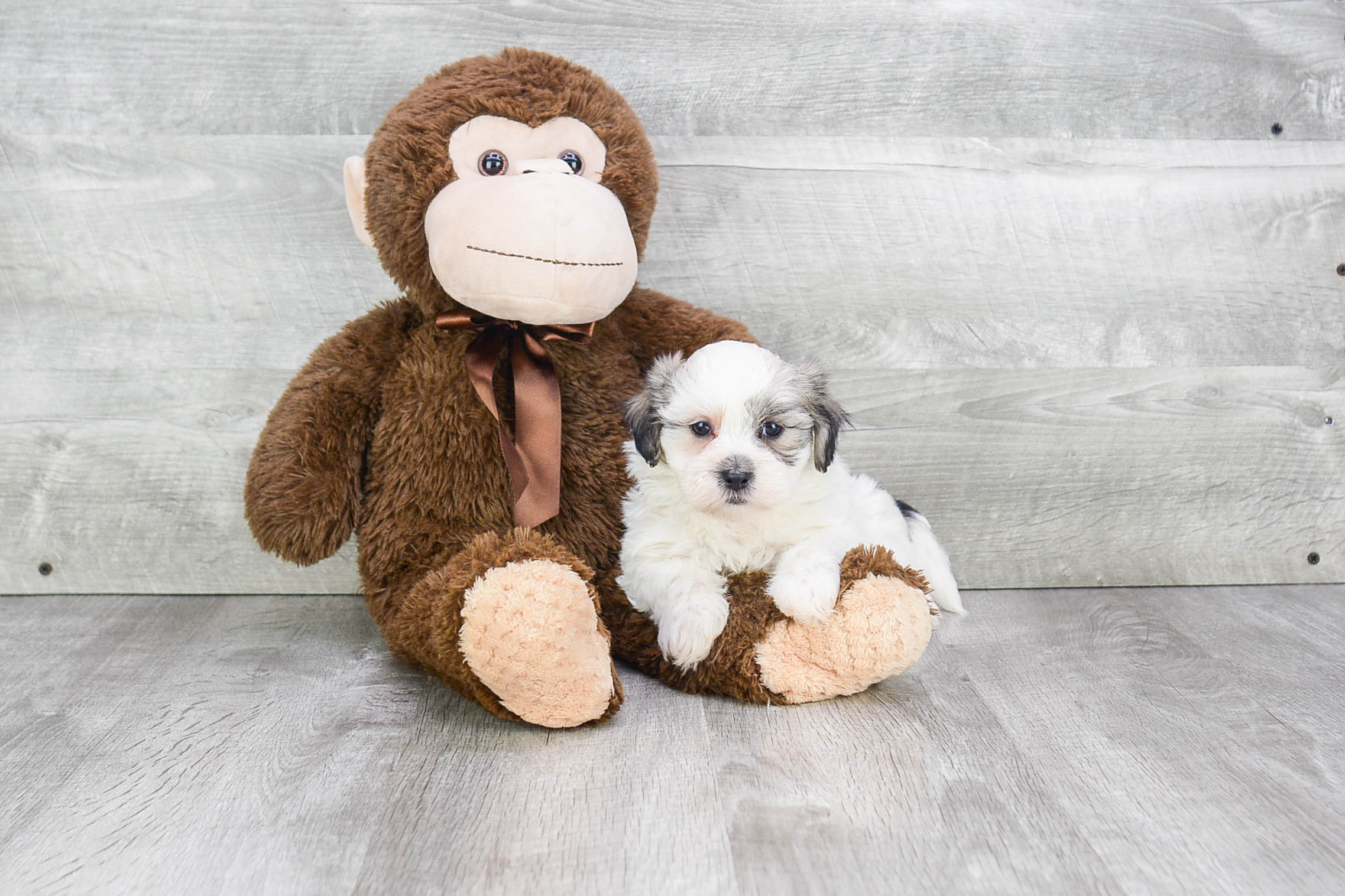 Teddy Bear Pup Being Cute