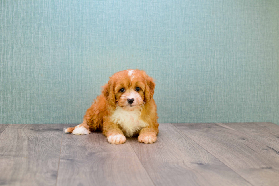 Playful Cavoodle Poodle Mix Puppy