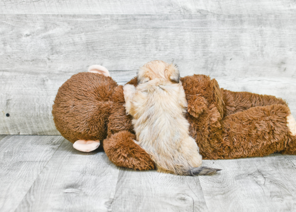 Popular Teddy Bear Designer Pup