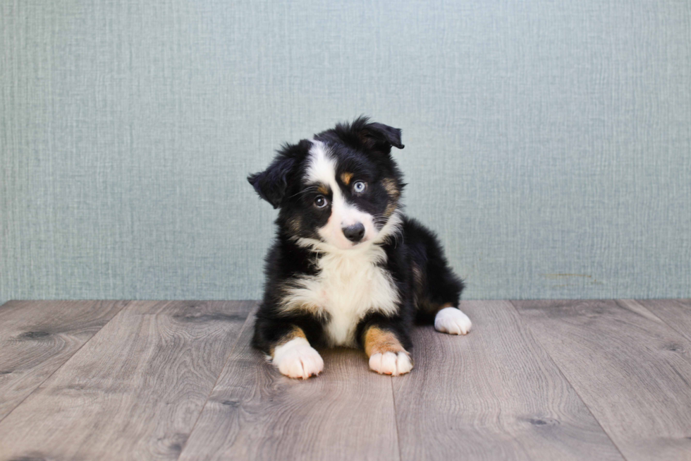 Petite Mini Aussiedoodle Poodle Mix Pup
