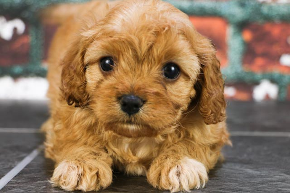 Friendly Cavapoo Baby