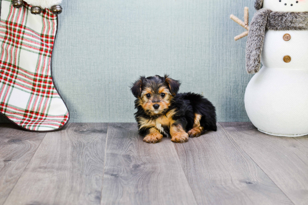 Morkie Puppy for Adoption