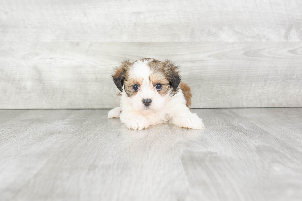 Teddy Bear Puppy for Adoption