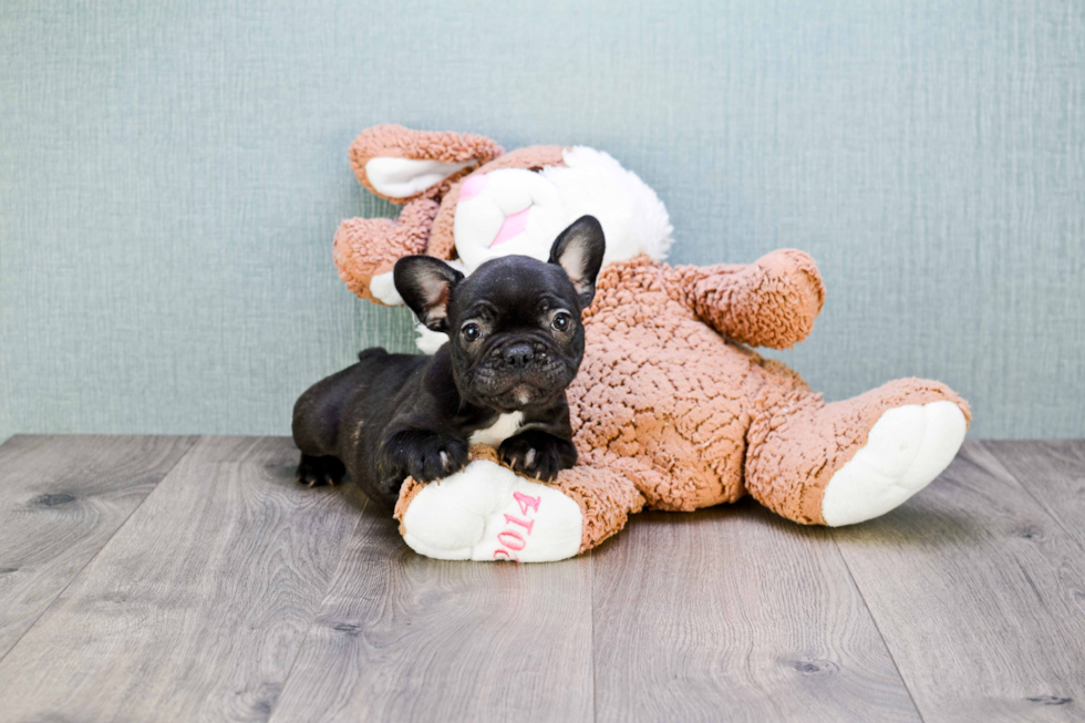 Energetic Frenchie Purebred Puppy
