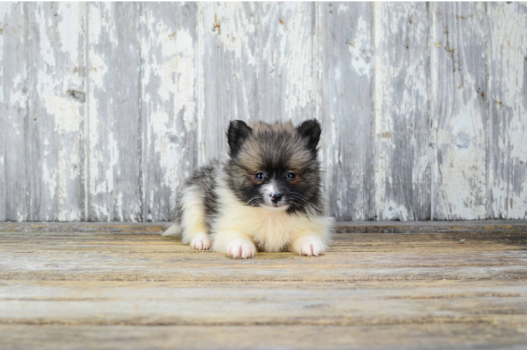 Small Pomeranian Purebred Pup