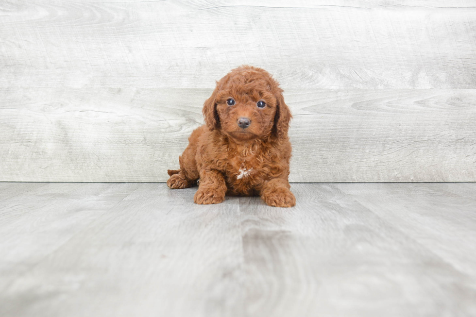 Cavapoo Puppy for Adoption