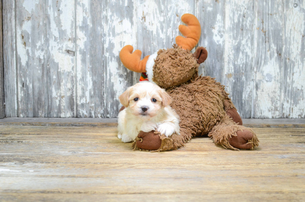 Best Maltipoo Baby