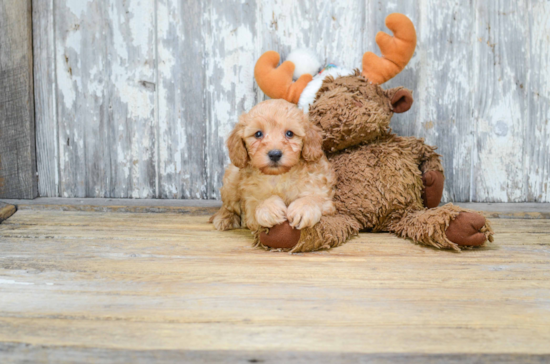 Little Cavoodle Poodle Mix Puppy