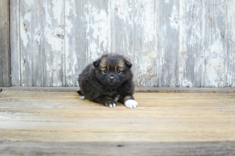 Sweet Pomeranian Purebred Puppy