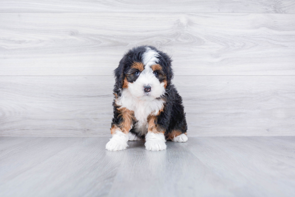 Mini Bernedoodle Puppy for Adoption